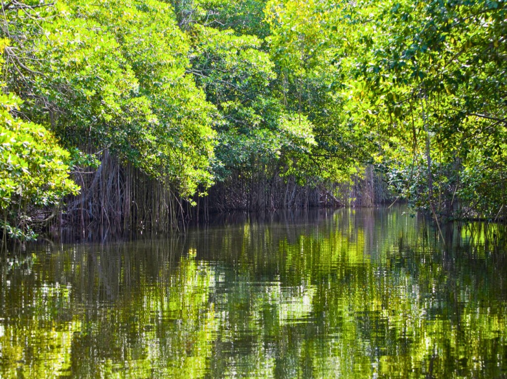 mangrove