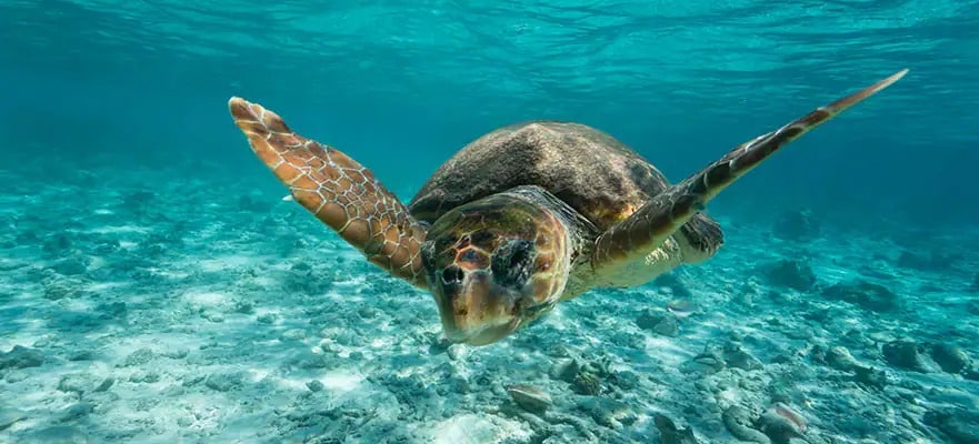 gouvernance des océans dans la Grande Caraïbe