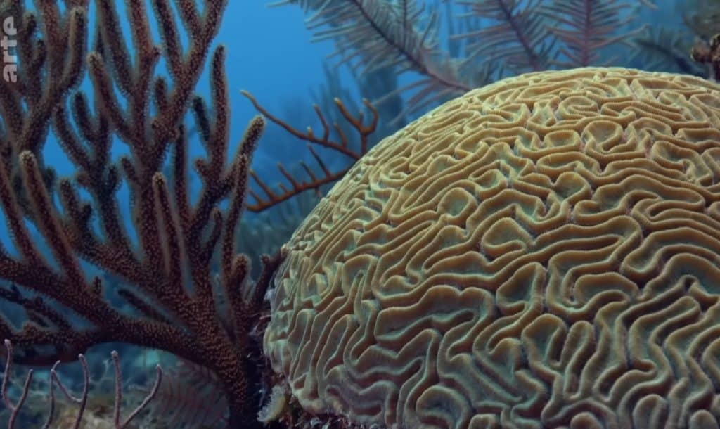 gouvernance des océans dans la Grande Caraïbe