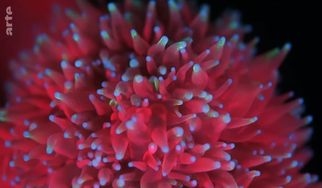 gouvernance des océans dans la Grande Caraïbe