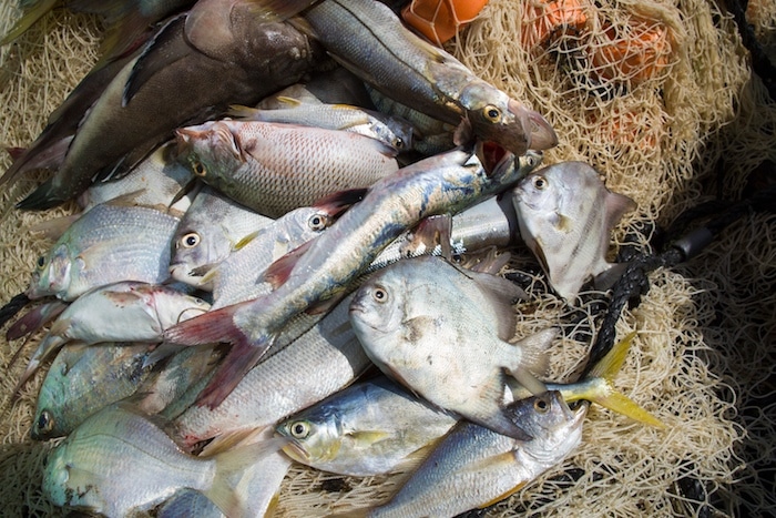 Garifunas of Honduras