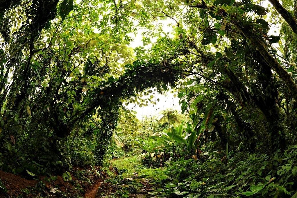 Saba