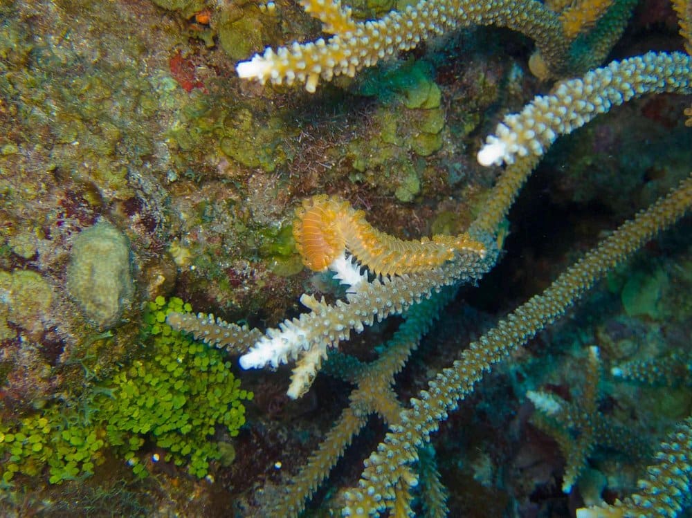 Saba
