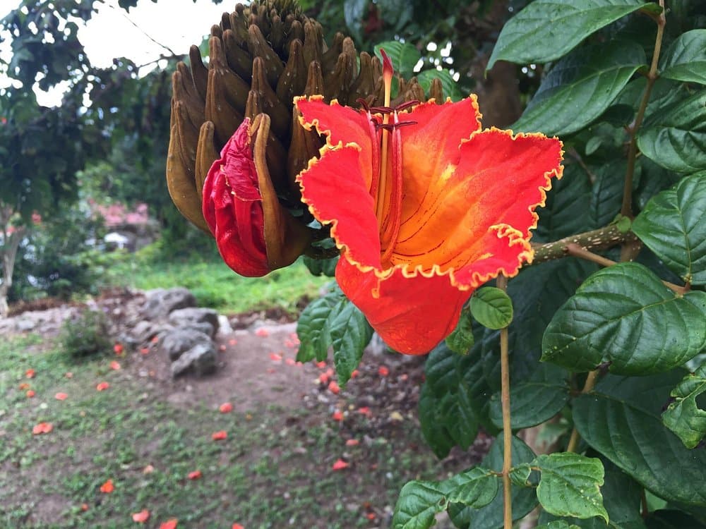 Saba