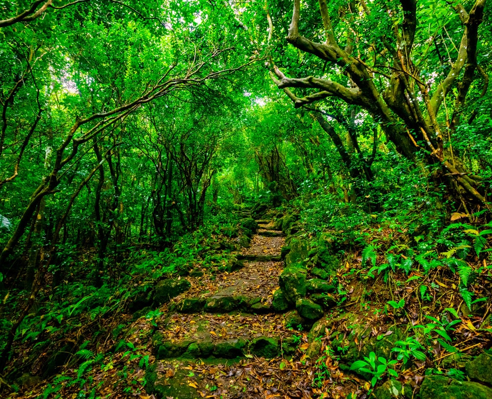Saba