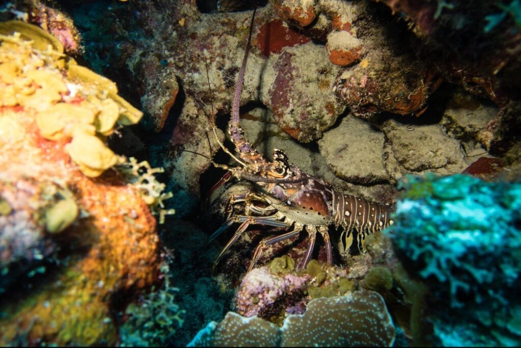 Bonaire
