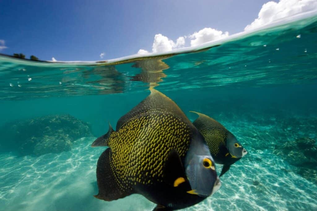 Bonaire