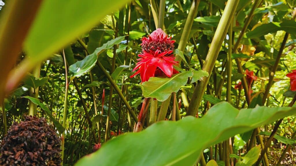 Jardin de Balata