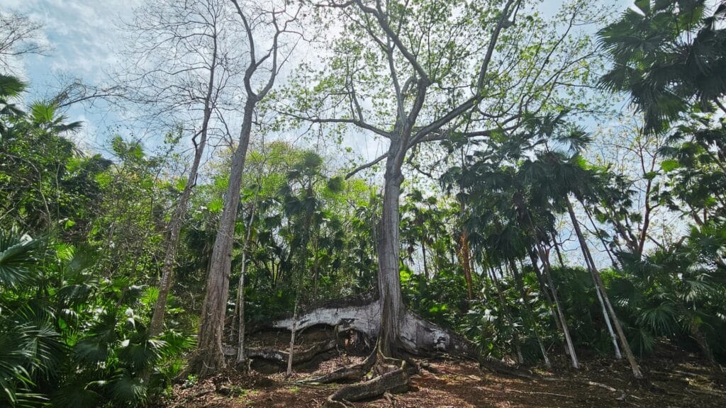 Anse Latouche