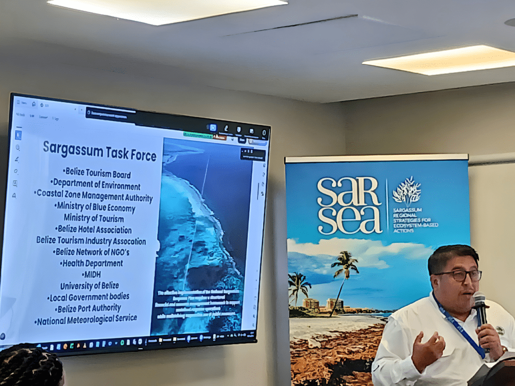 Sargassum