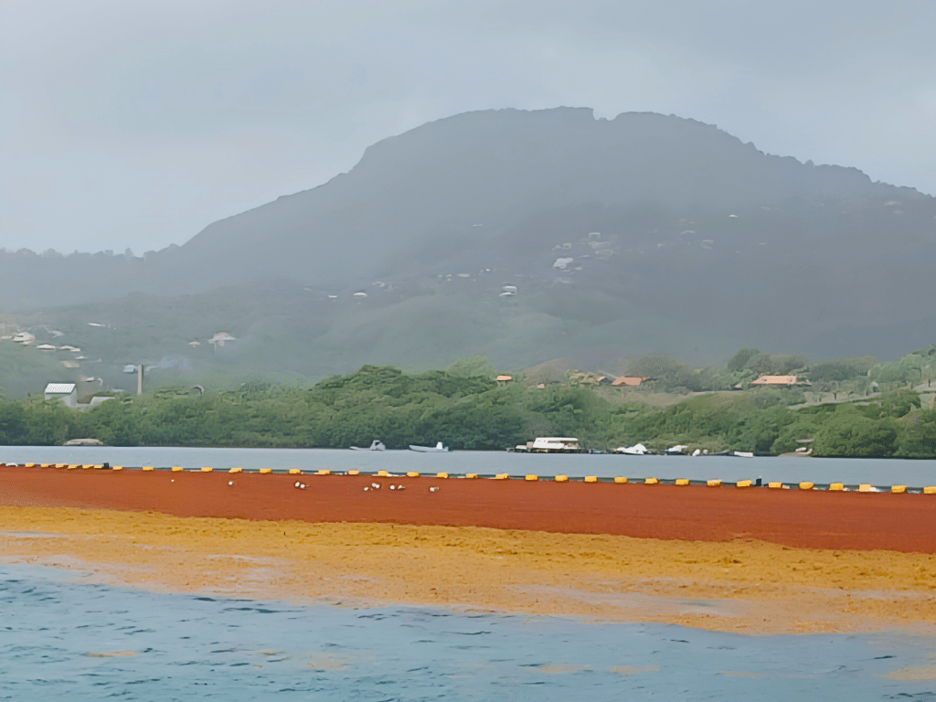 Sargassum