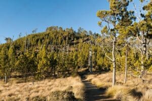 Sentier de randonnée dans la forêt de pins vers le Pico Duarte, République dominicaine