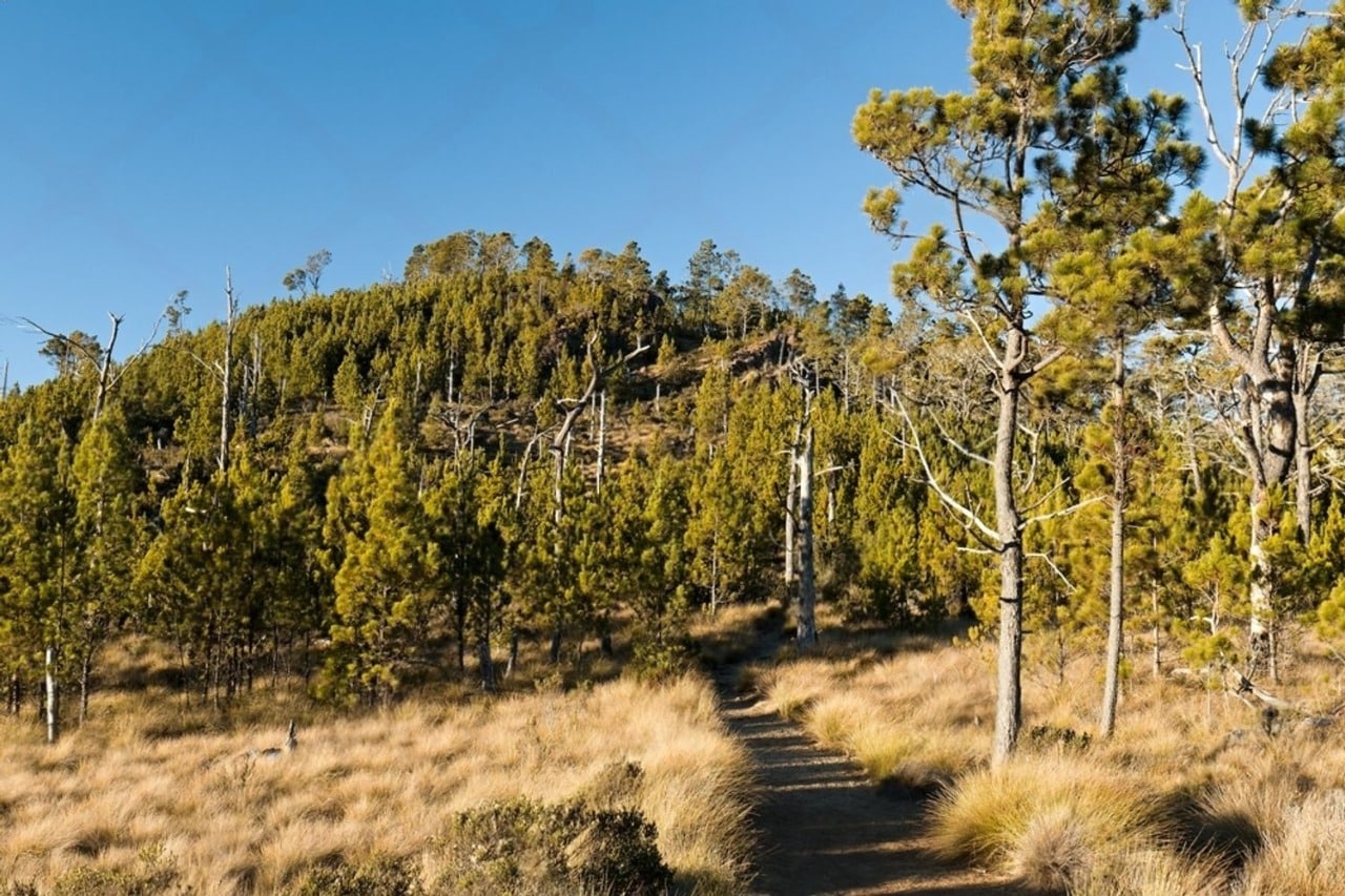Sentier de randonnée dans la forêt de pins vers le Pico Duarte, République dominicaine