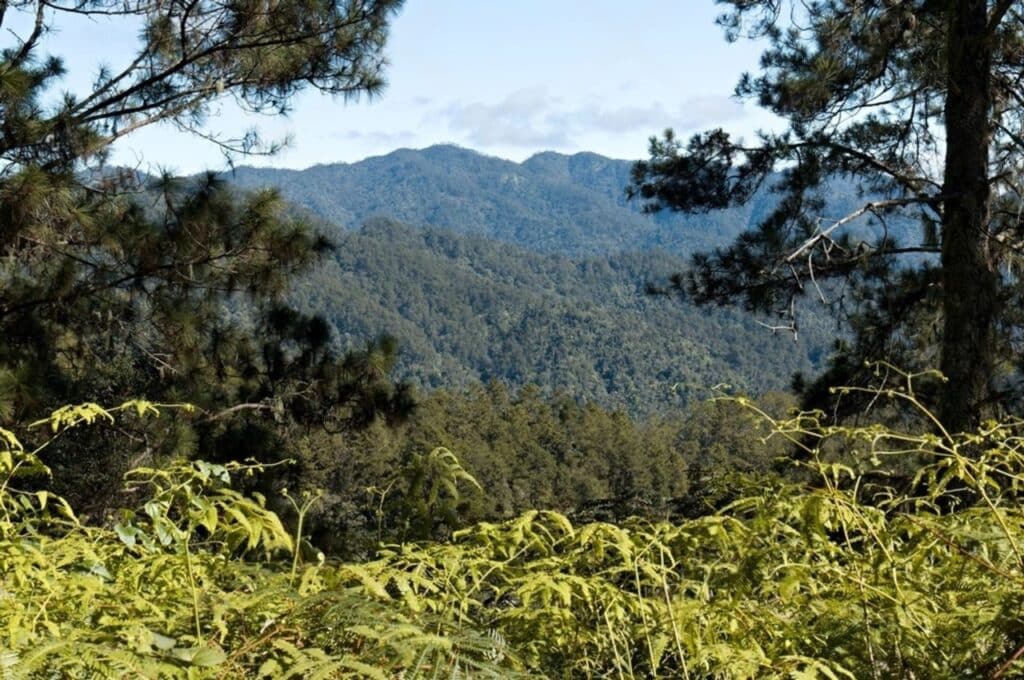 Forêt de nuages traversée lors de l'ascension du Pico Duarte, République dominicaine