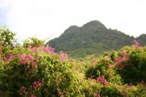 Forêt tropicale au fond du cratère du Quill, à Sint-Eustatius