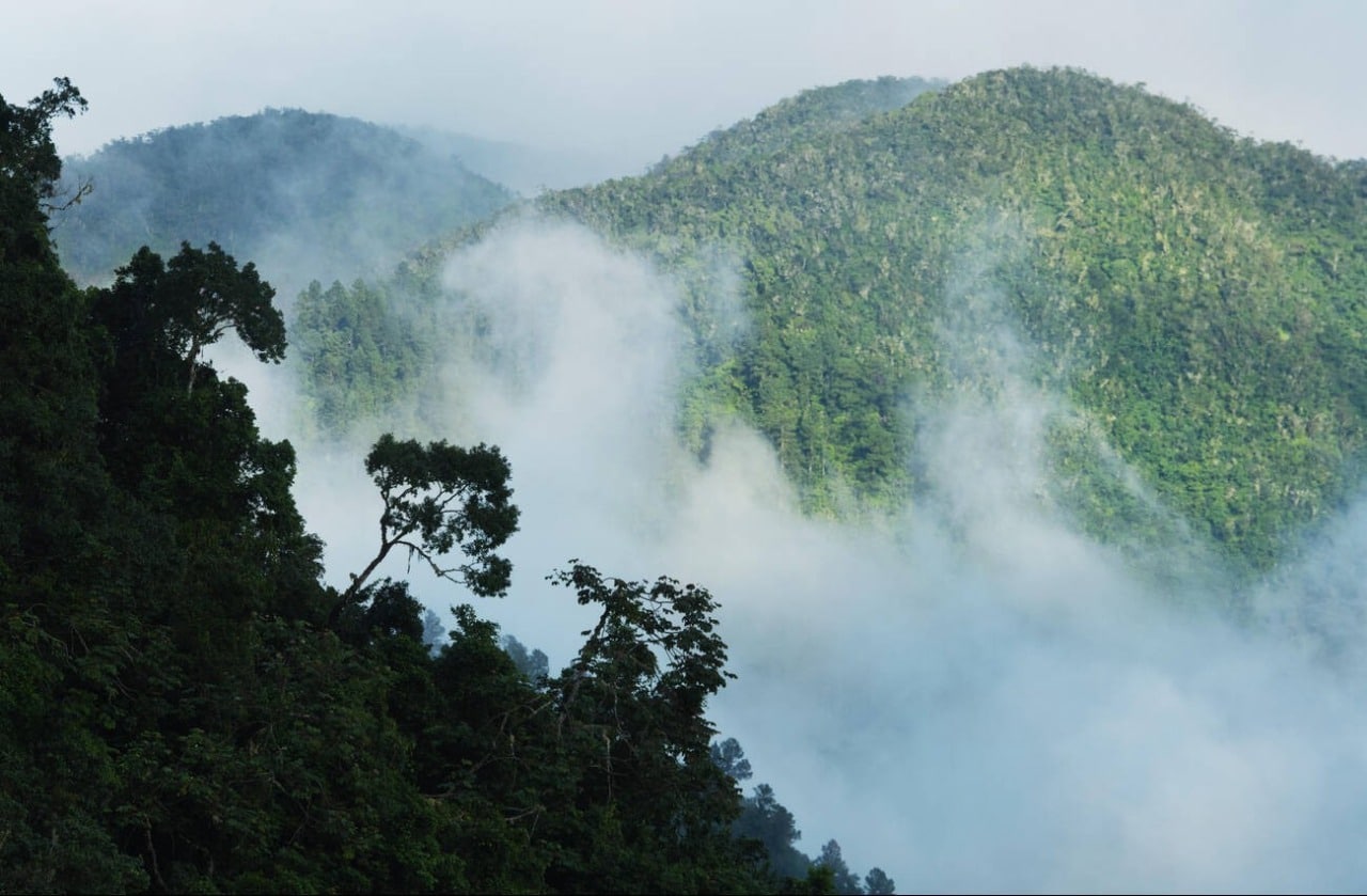 Dense forest and mist over the ridges of the Blue and John Crow Mountains