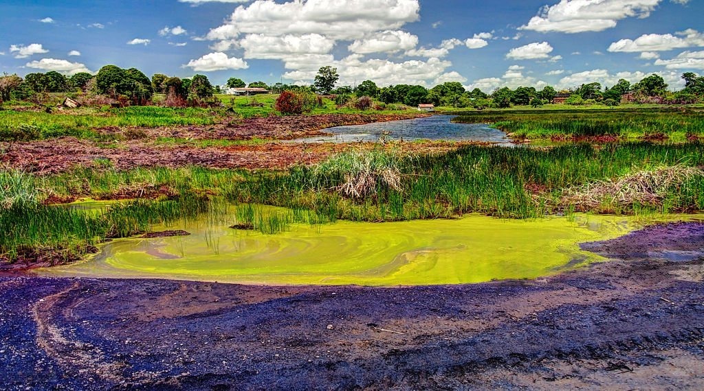 Greenish water, grasses and asphalt ground at La Brea Pitch Lake, an asphalt lake in Trinidad